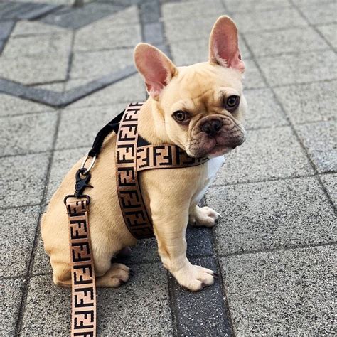 french bulldog gucci harness|harness for french bulldog puppy.